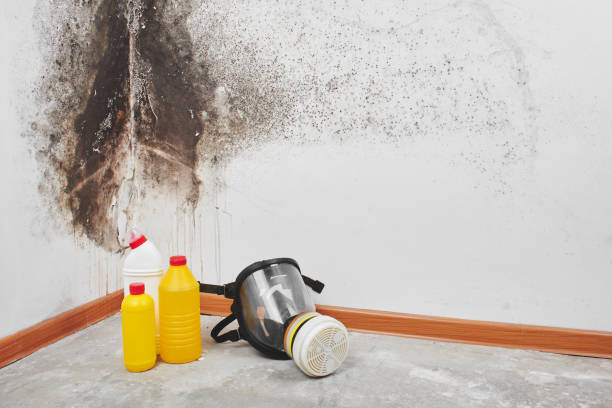 Best Mold Cleaning Services  in Ely, NV