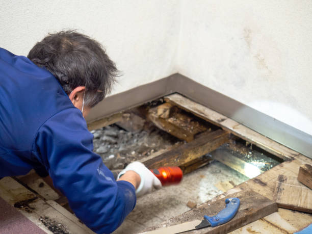 Mold Removal Process in Ely, NV