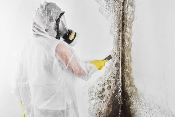Best Professional Mold Removal  in Ely, NV