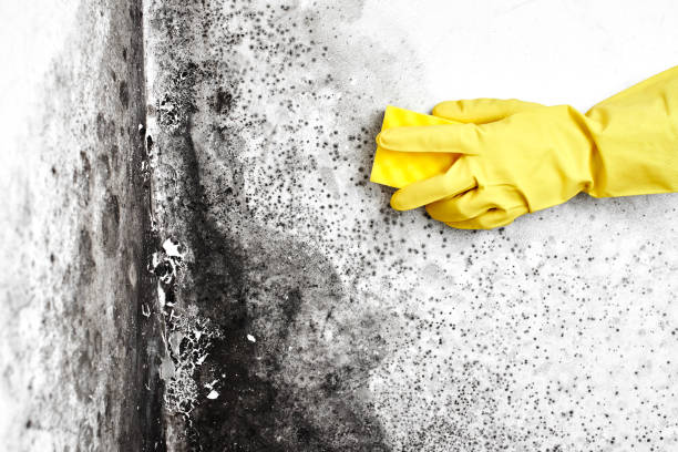Best Toxic Mold Removal  in Ely, NV