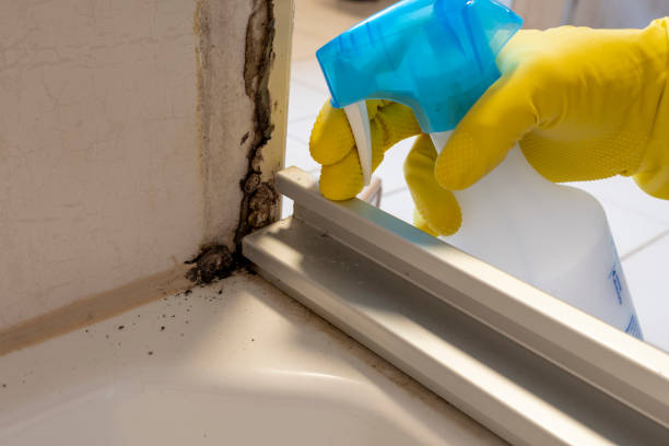 Best Mold Remediation  in Ely, NV