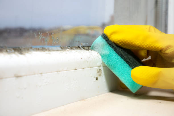 Best Attic Mold Removal  in Ely, NV