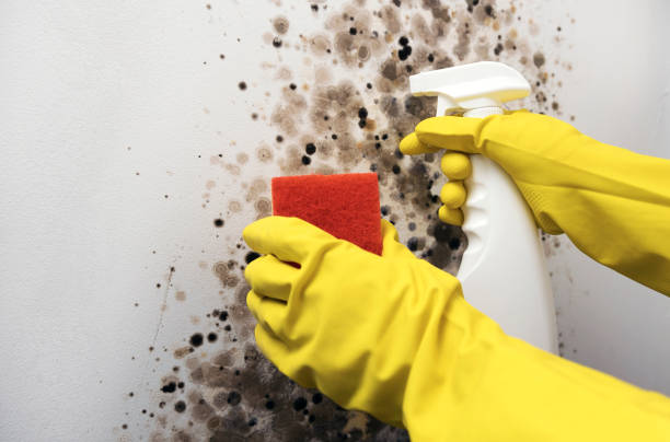 Attic Mold Removal in Ely, NV