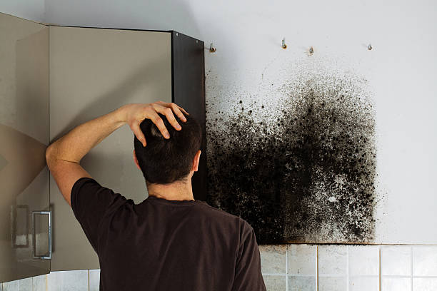 Best Local Mold Removal Service  in Ely, NV