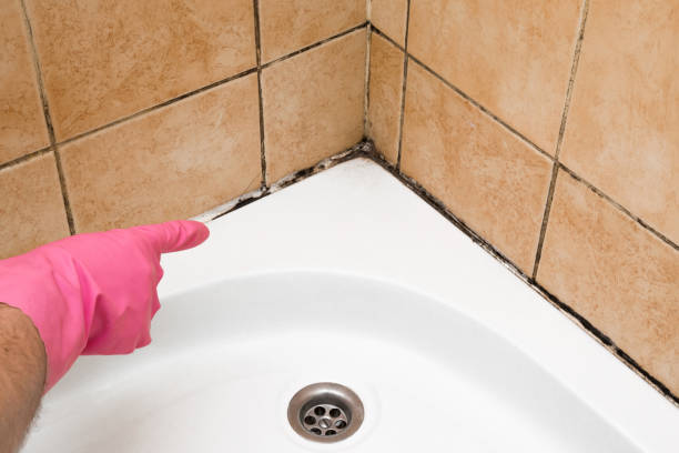 Best Black Mold Removal  in Ely, NV